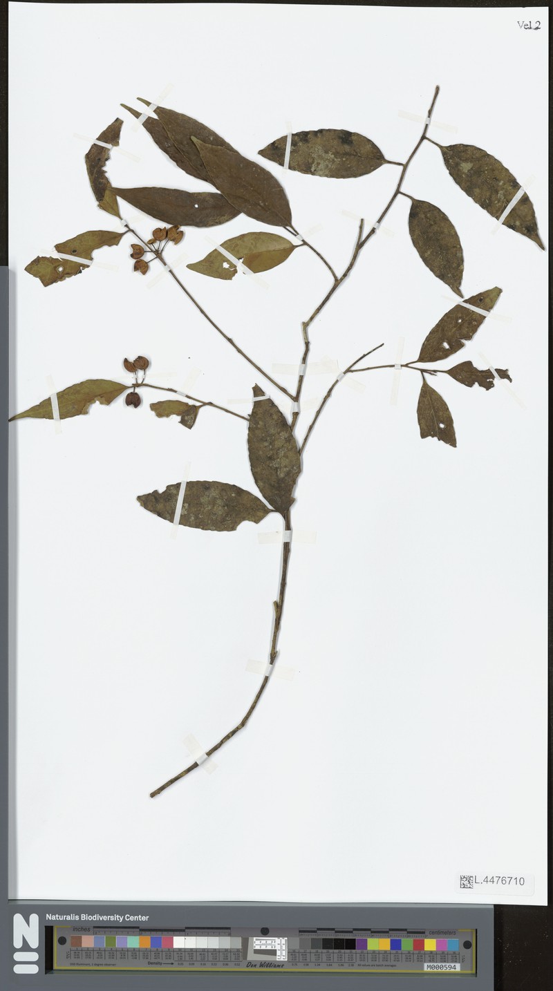 Ilex odorata photo 2