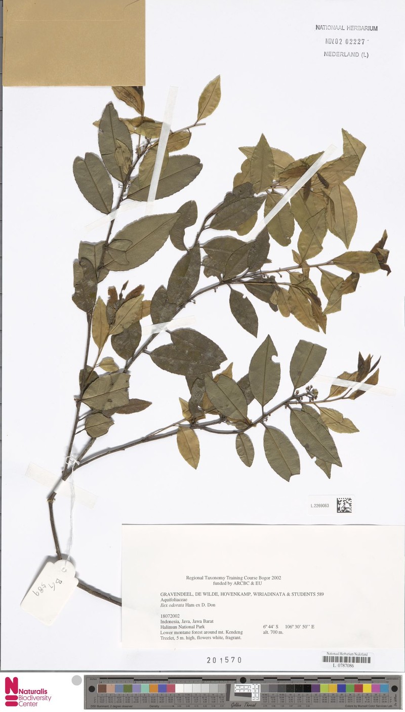 Ilex odorata photo 4