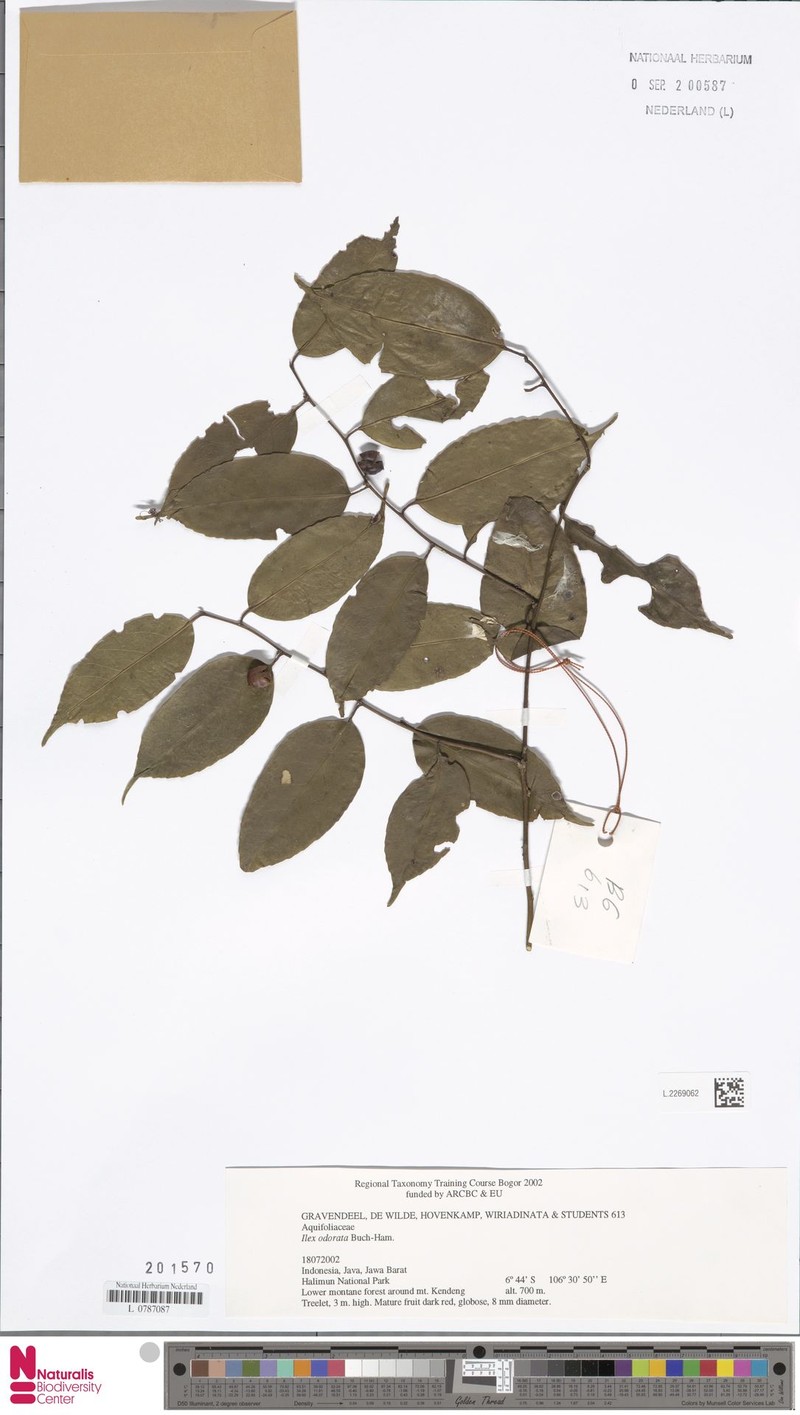 Ilex odorata photo 5