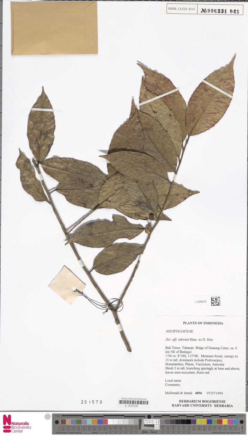 Ilex odorata photo 6