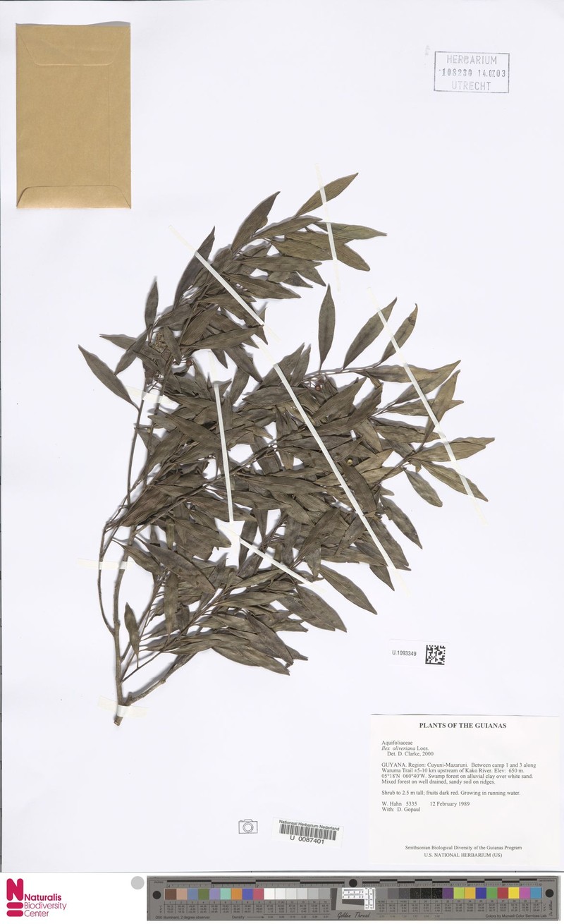 Ilex oliveriana photo 2
