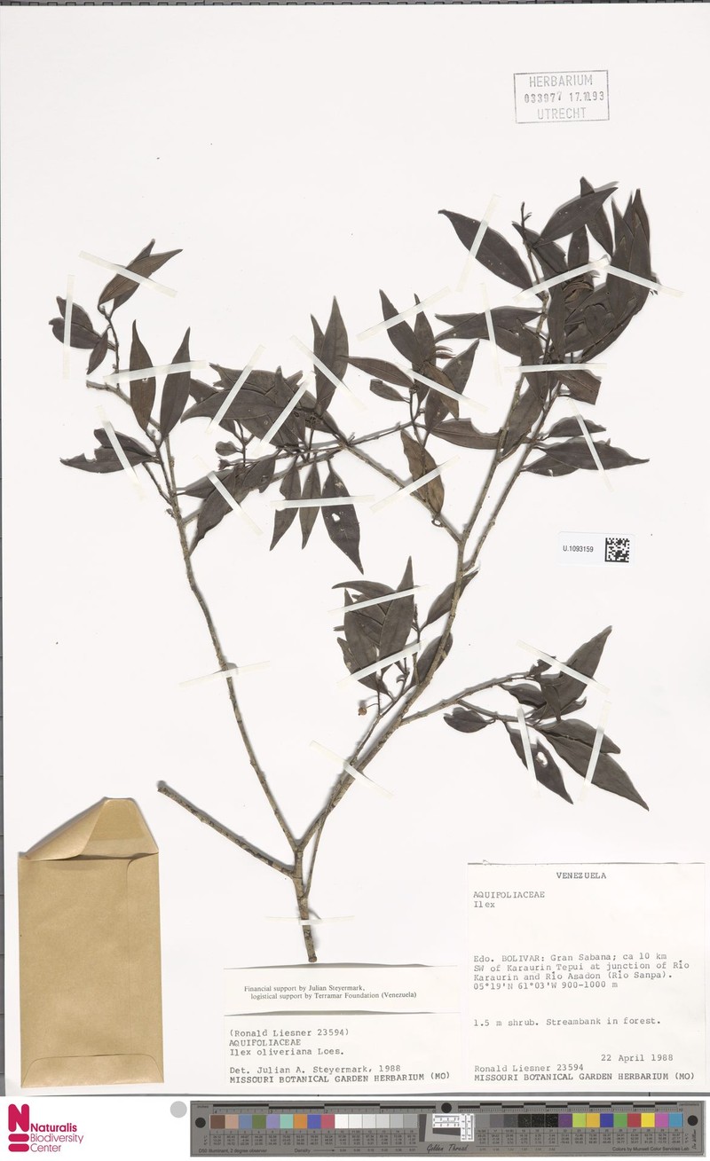 Ilex oliveriana photo 3