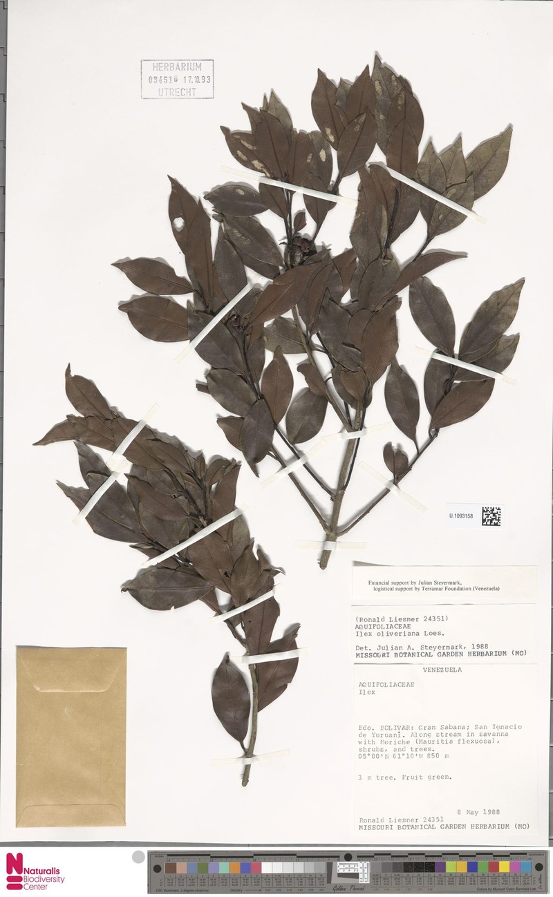 Ilex oliveriana photo 4