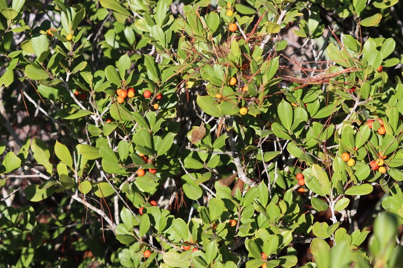 American Holly photo 2