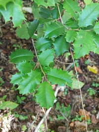 American Holly