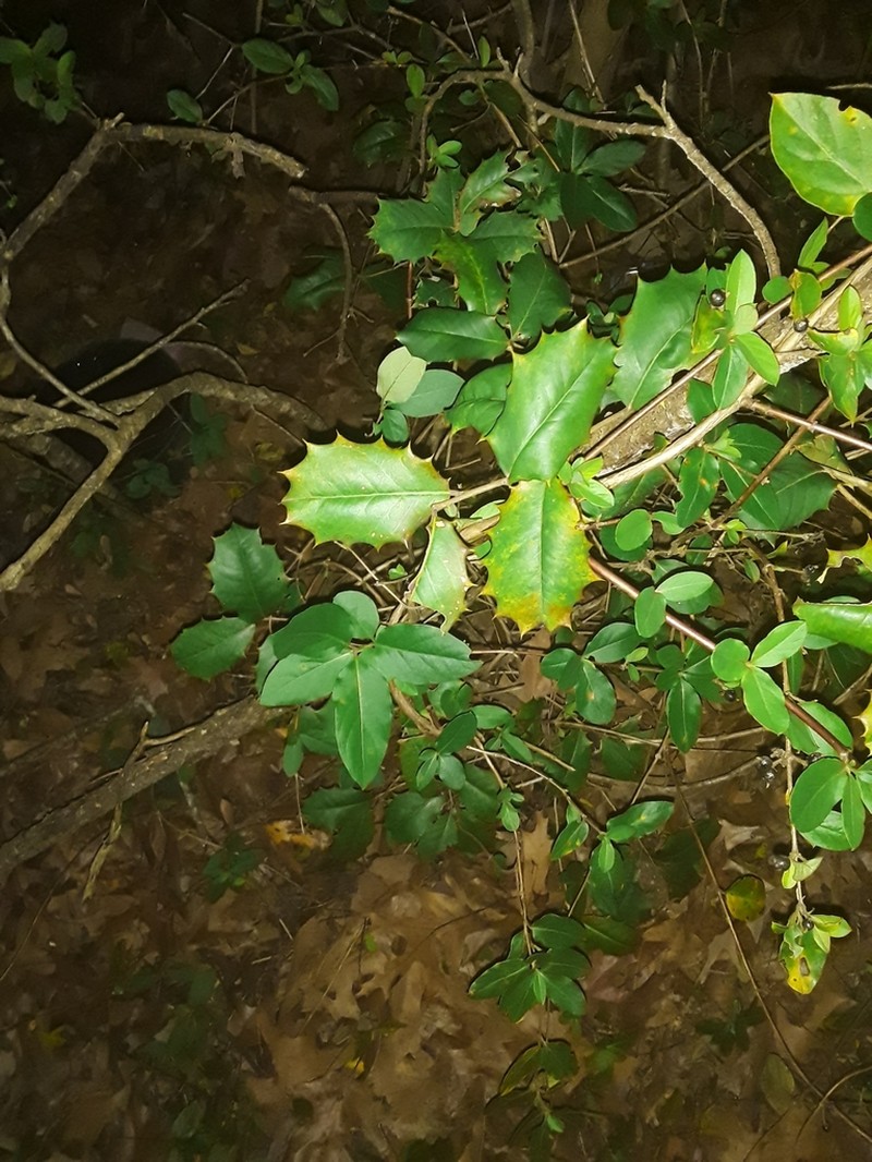 American Holly photo 5