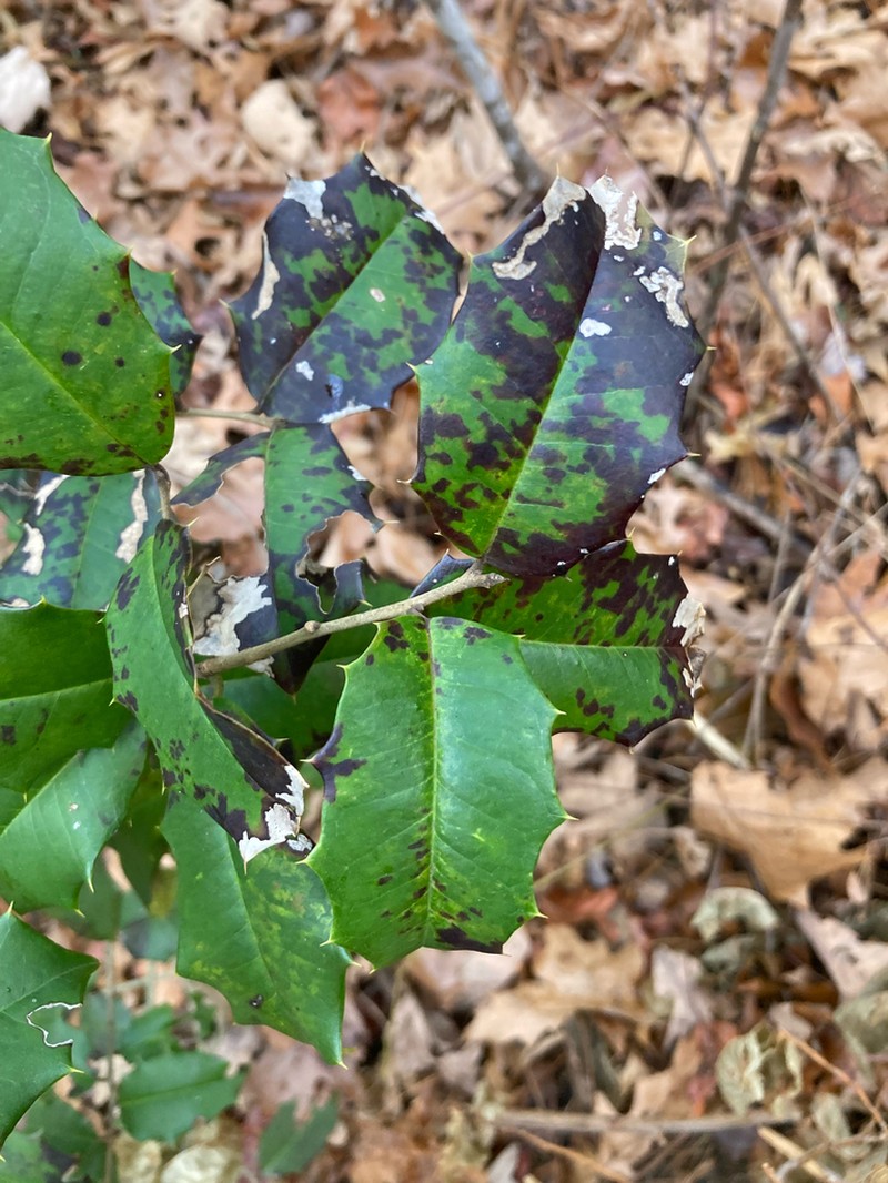 American Holly photo 6