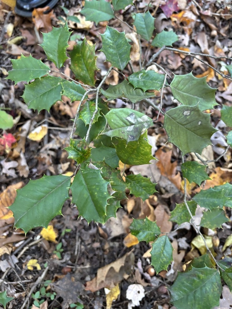 American Holly photo 7