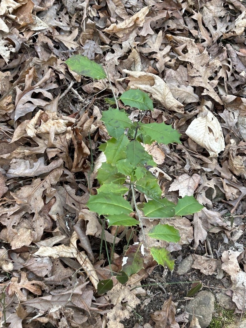 American Holly photo 8