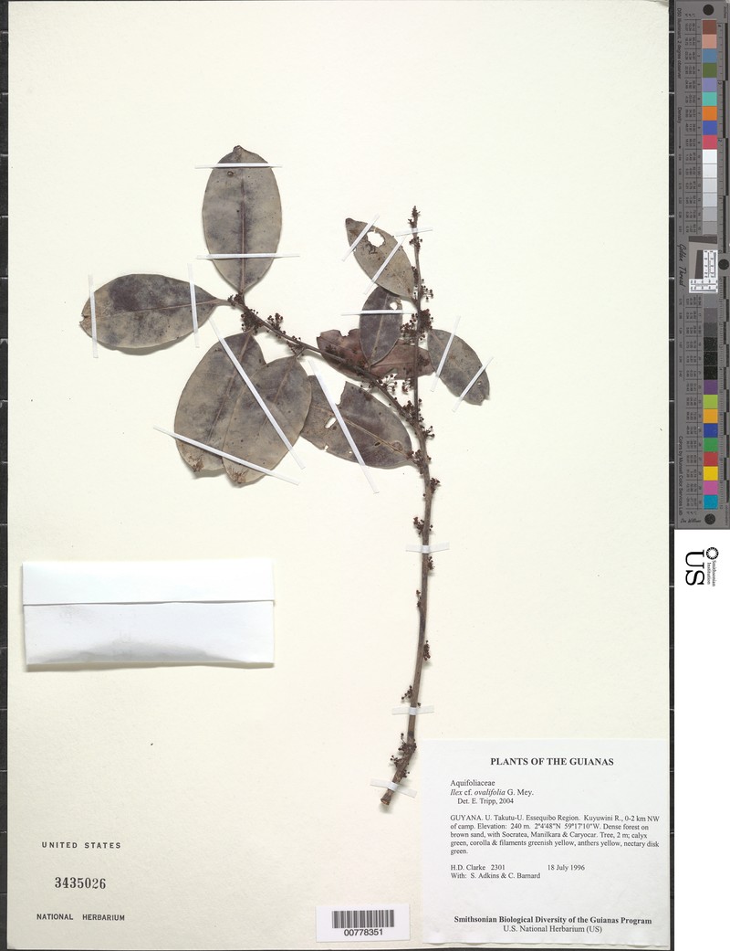 Ilex ovalifolia