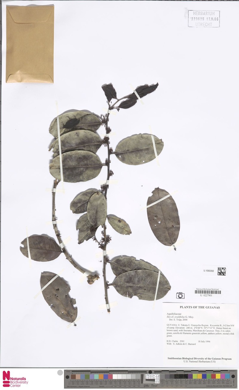Ilex ovalifolia photo 2