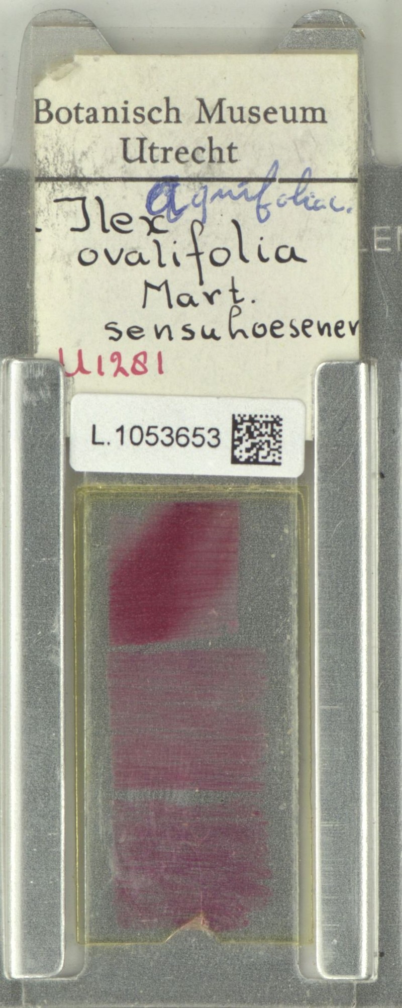 Ilex ovalifolia photo 3