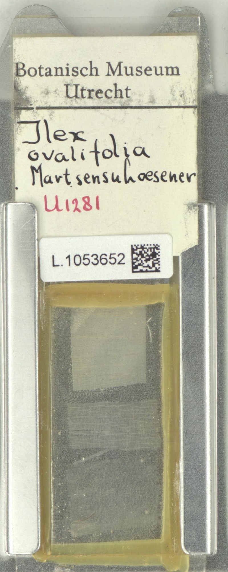 Ilex ovalifolia photo 4