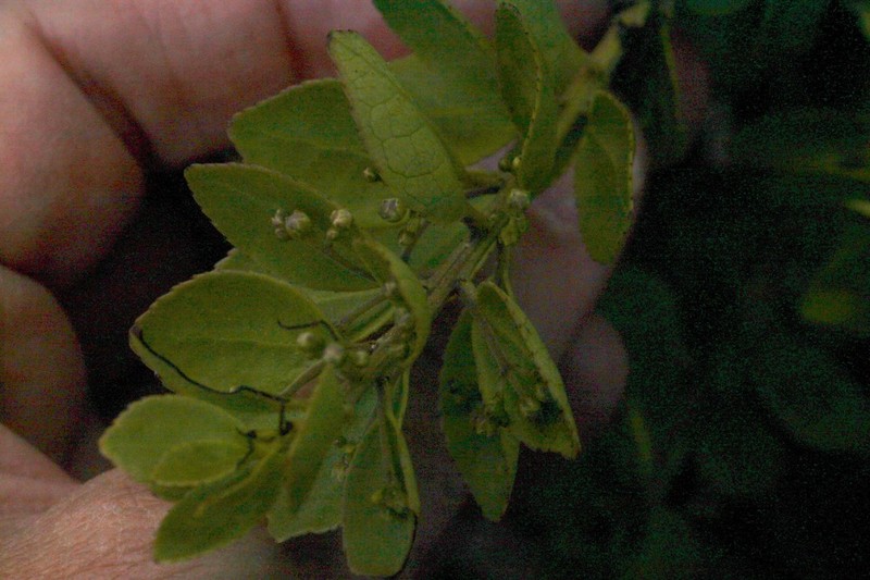 Ilex ovalis