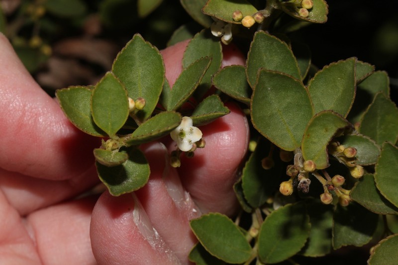 Ilex ovalis photo 2