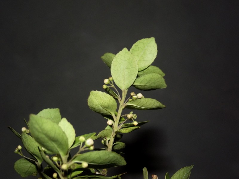Ilex ovalis photo 3