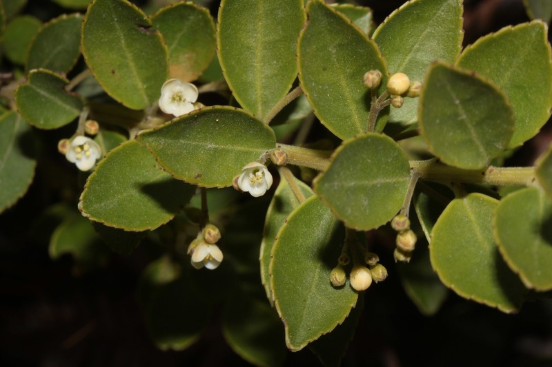 Ilex ovalis photo 4