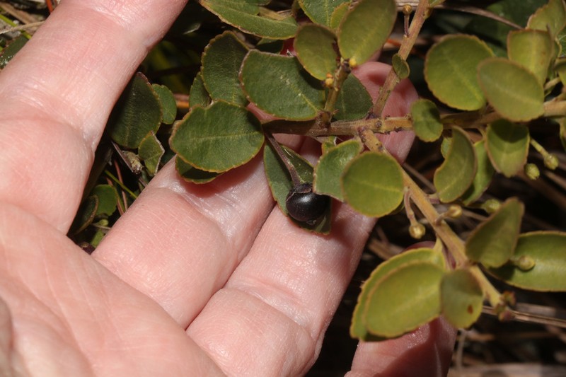Ilex ovalis photo 5