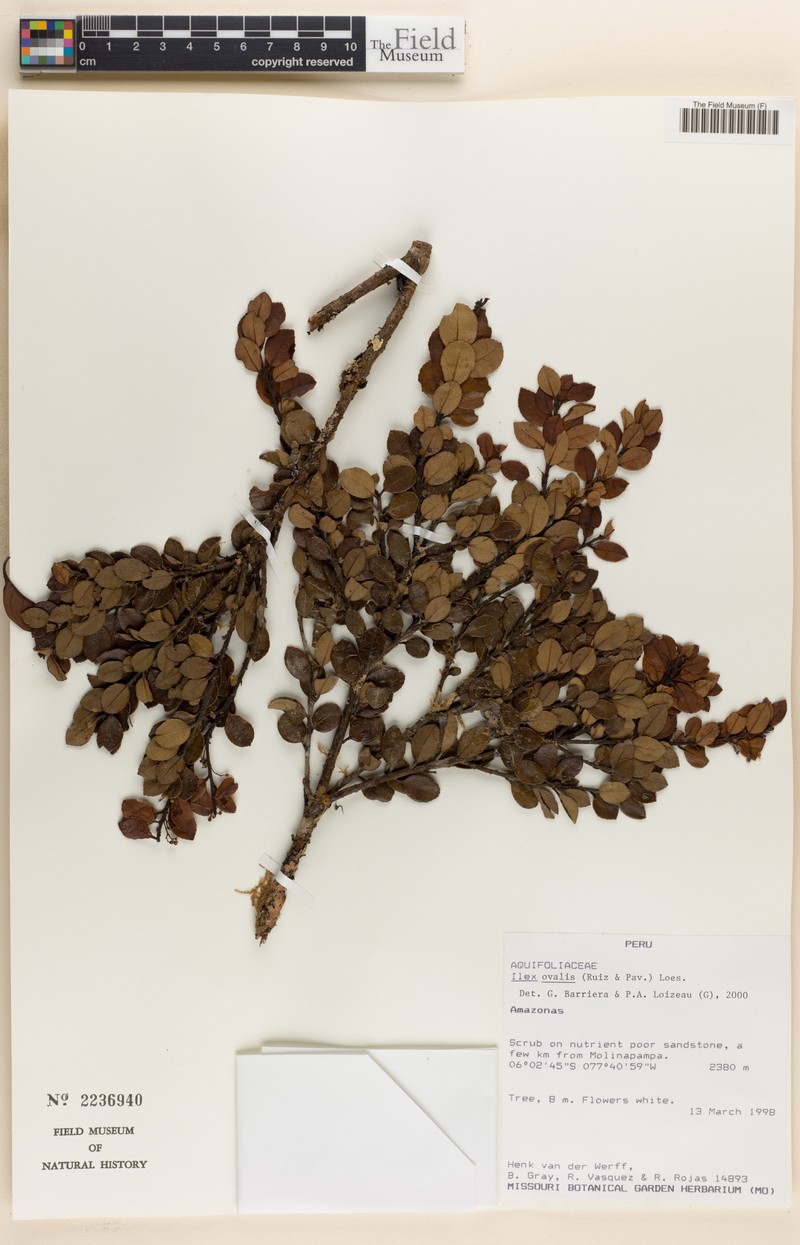 Ilex ovalis photo 6