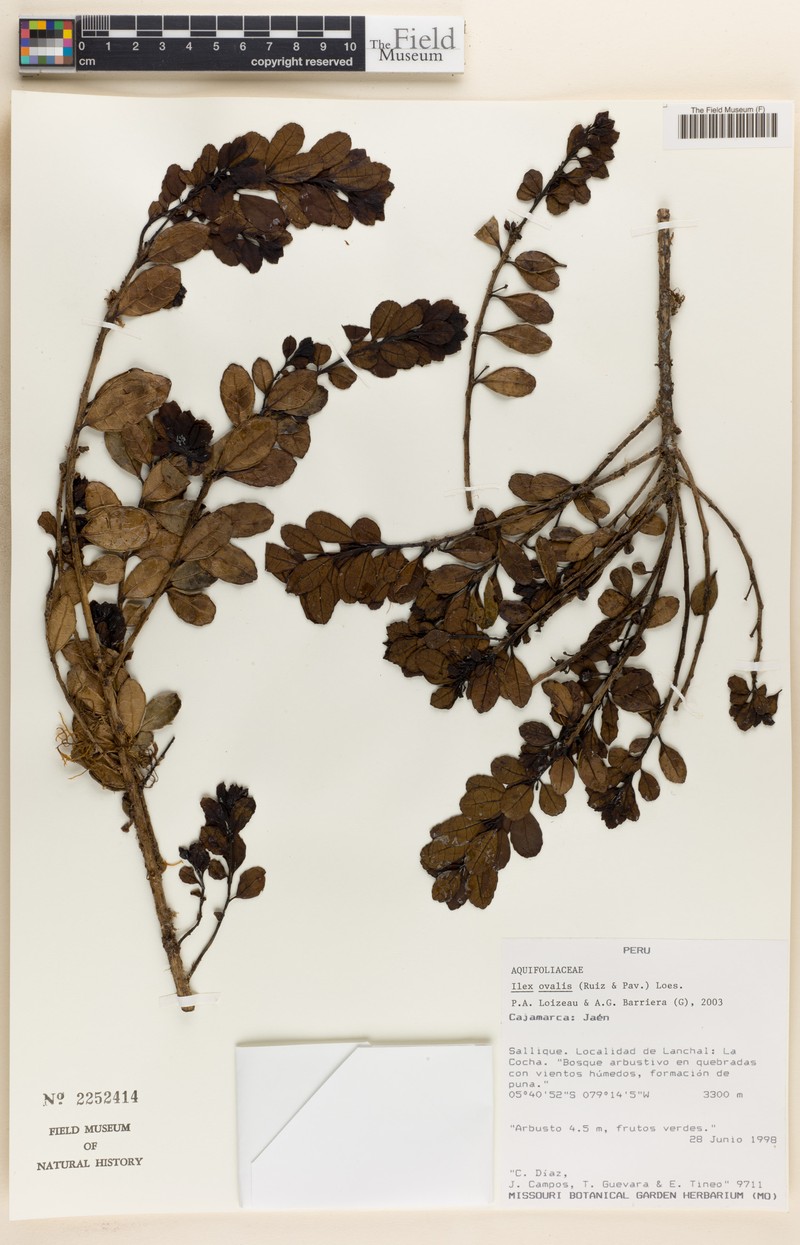 Ilex ovalis photo 7