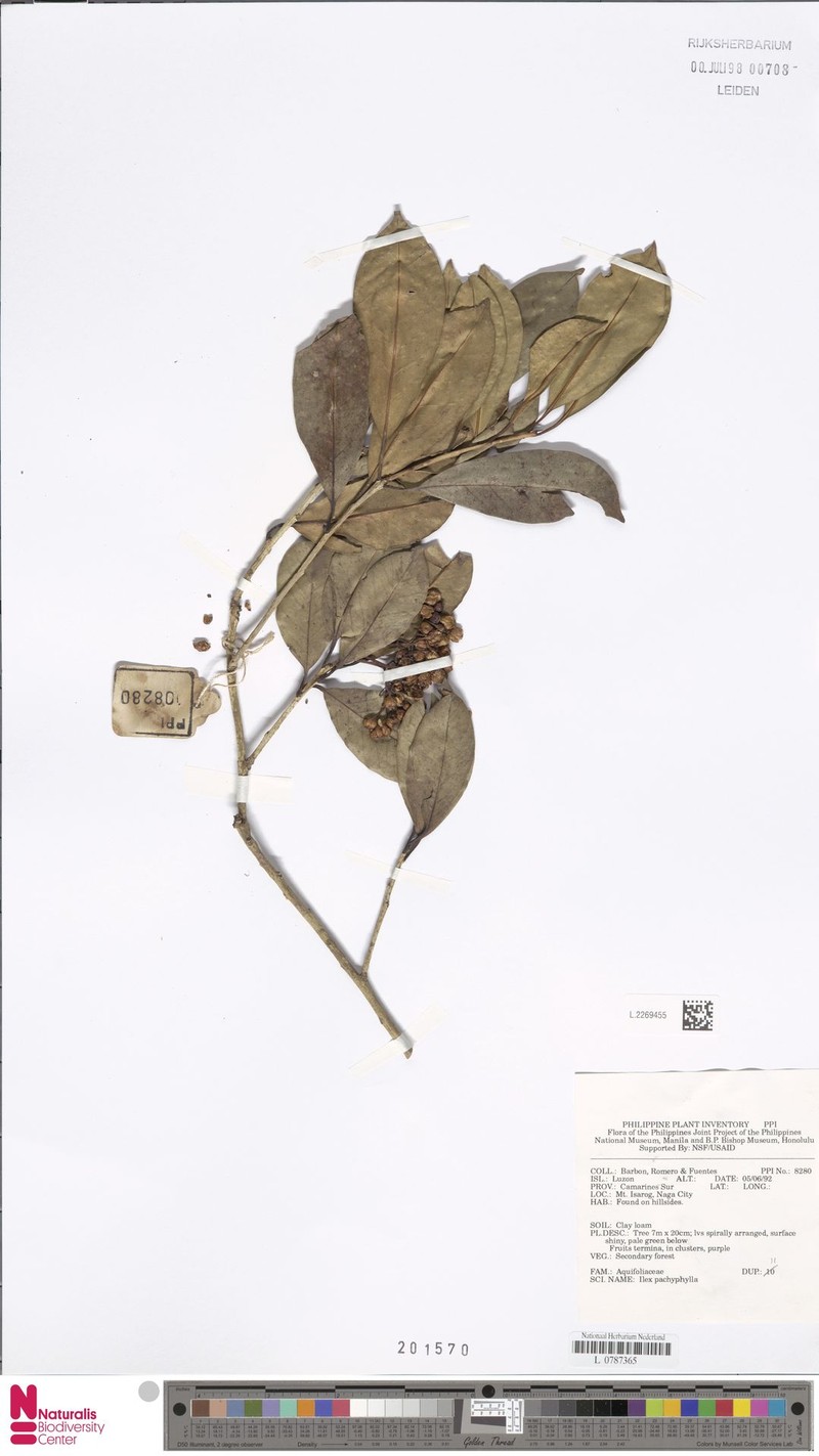 Ilex pachyphylla