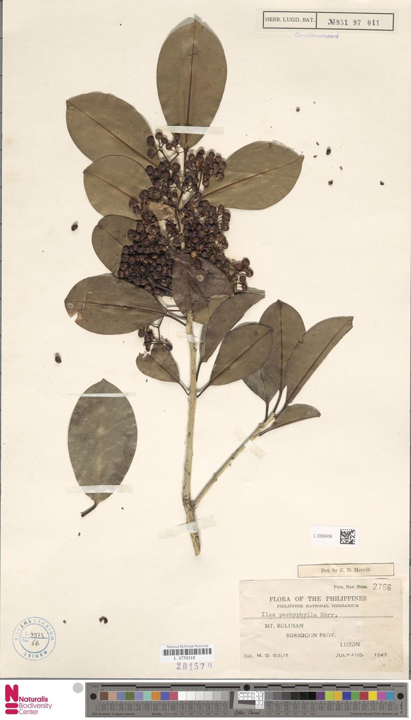 Ilex pachyphylla photo 2