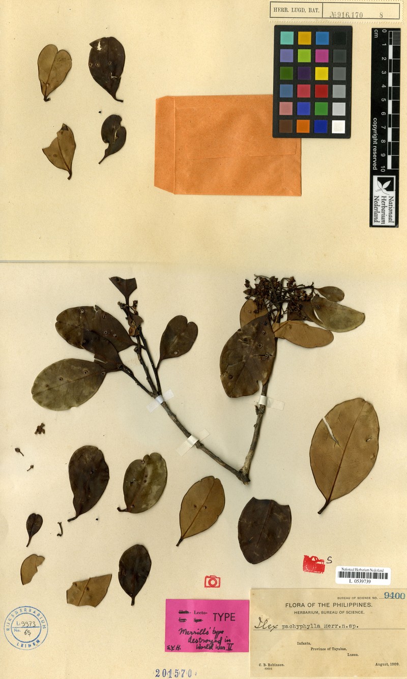 Ilex pachyphylla photo 3