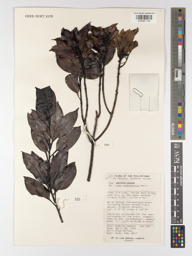 Ilex pachyphylla photo 4