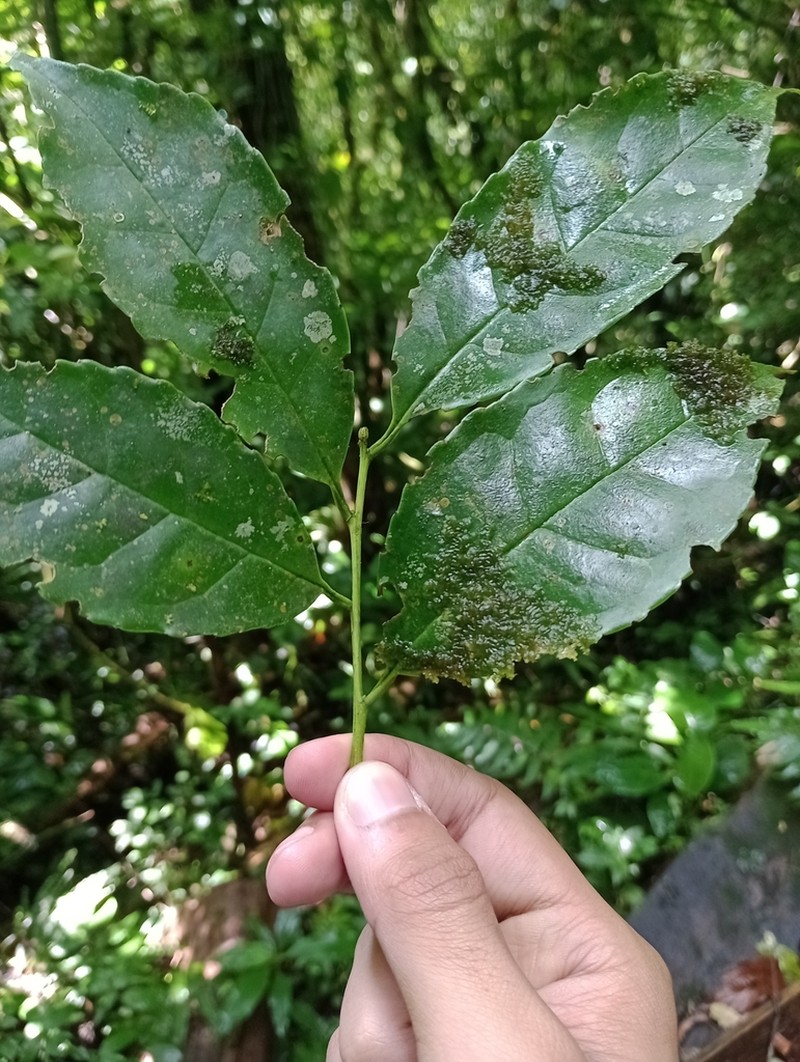 Ilex pallida