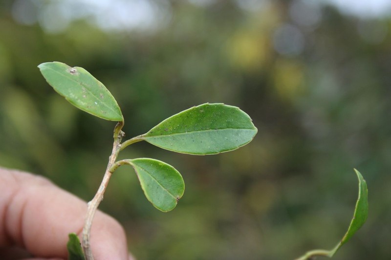 Ilex pallida photo 3