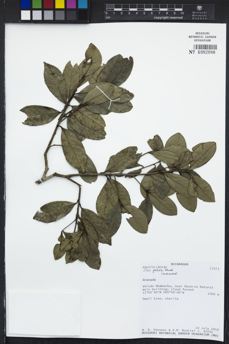 Ilex pallida photo 4