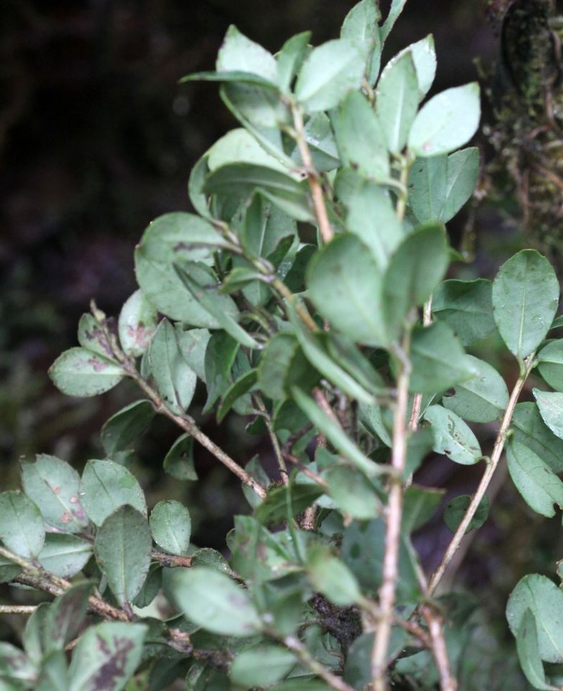 Ilex pallida photo 5