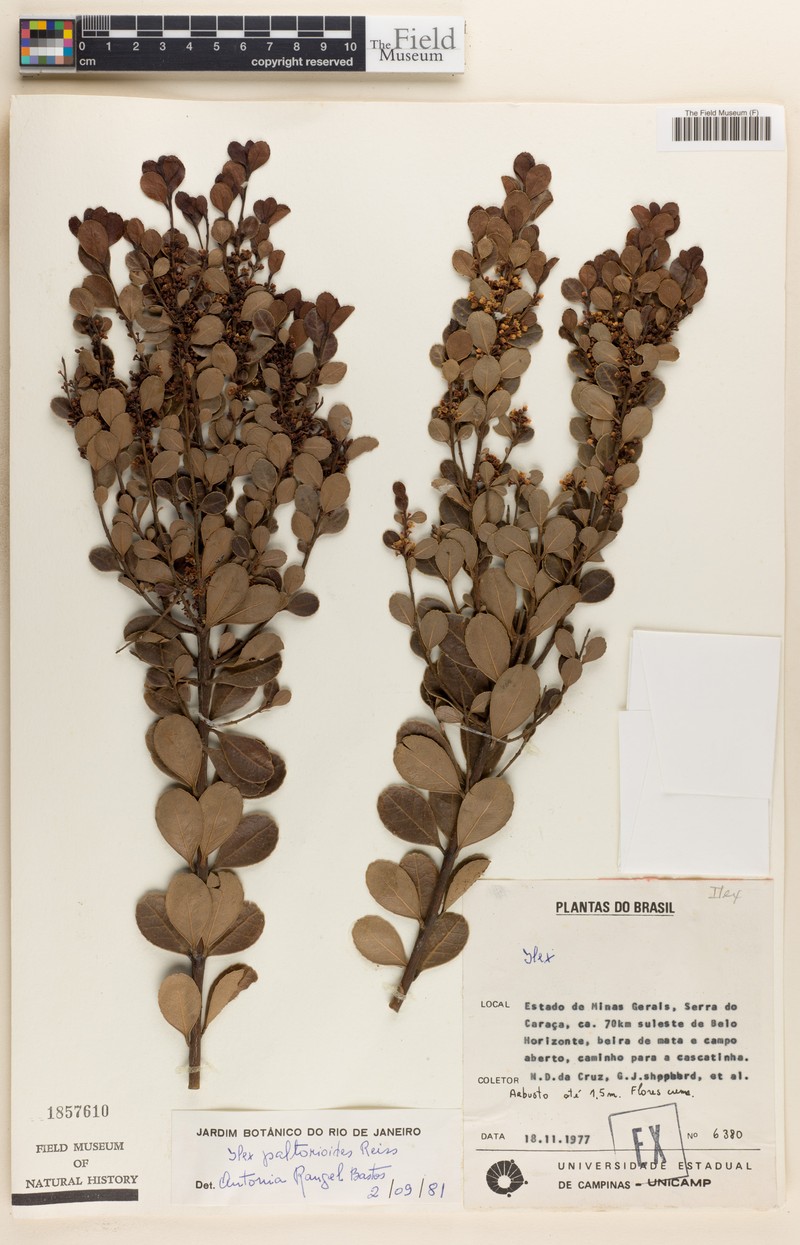 Ilex paltorioides