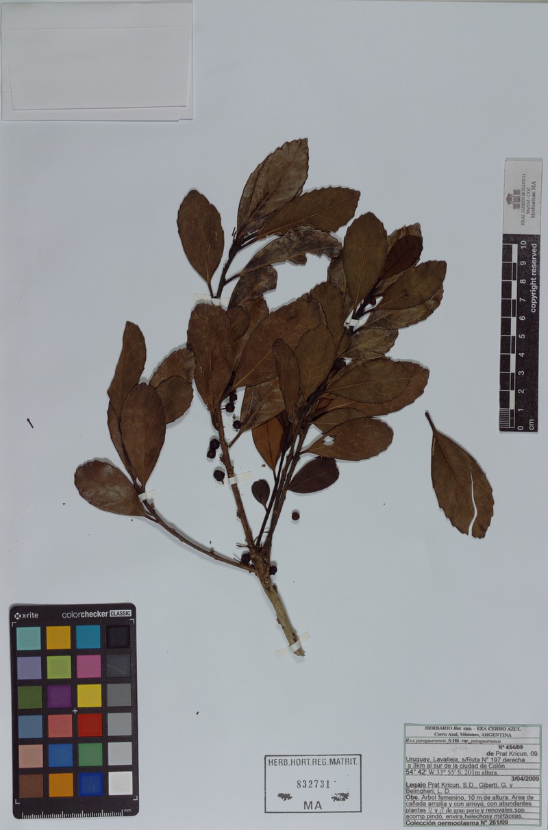 Ilex paraguariensis var. paraguariensis