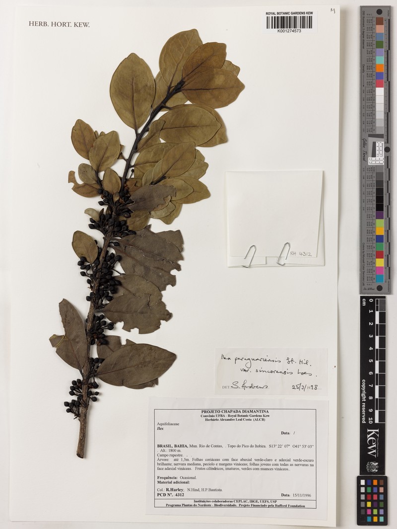 Ilex paraguariensis var. sincorensis