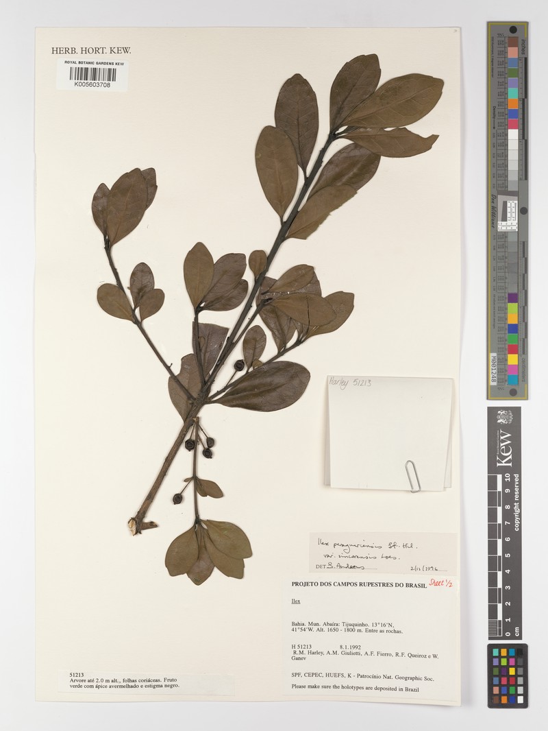 Ilex paraguariensis var. sincorensis photo 2