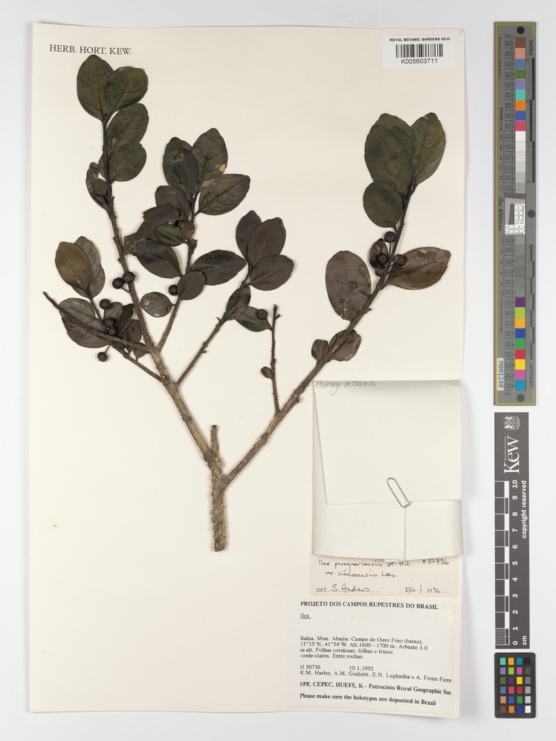 Ilex paraguariensis var. sincorensis photo 3