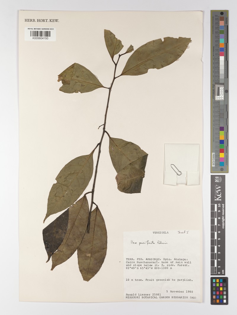 Ilex parvifructa