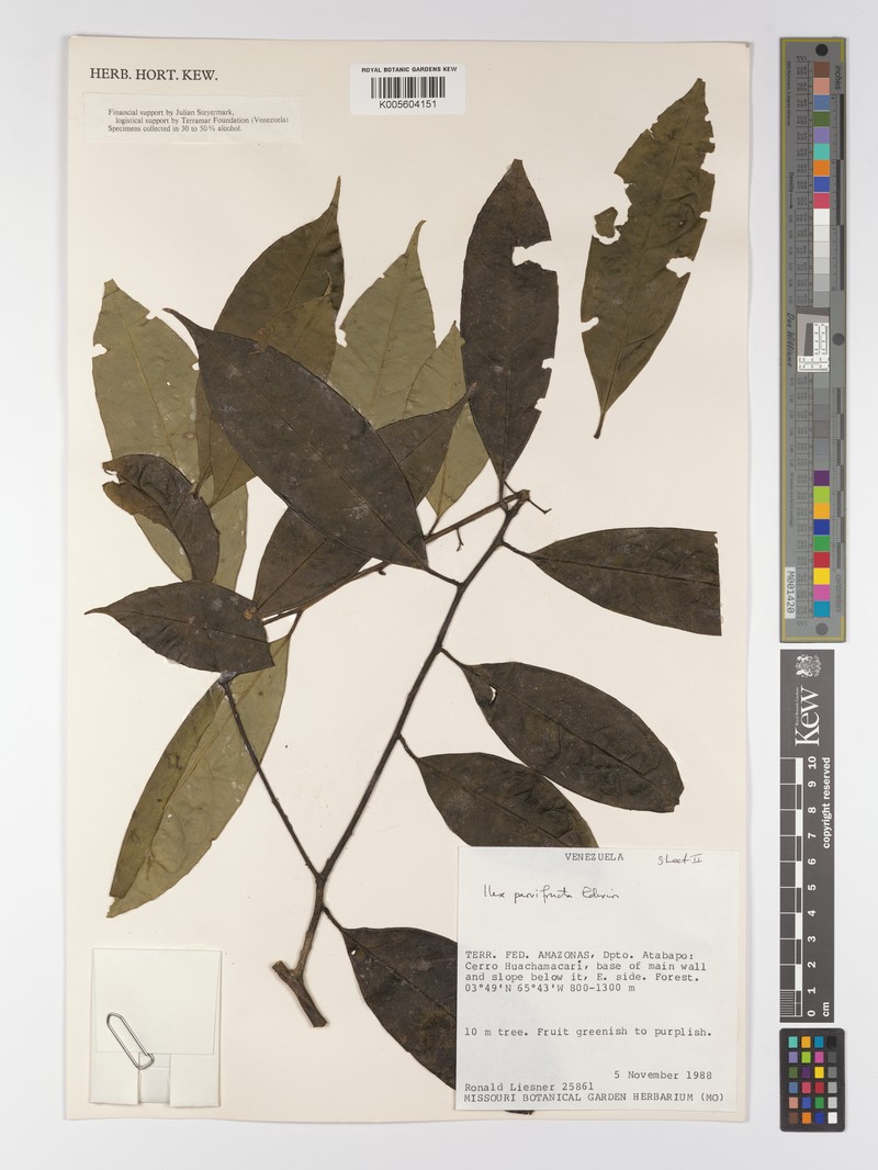 Ilex parvifructa photo 2