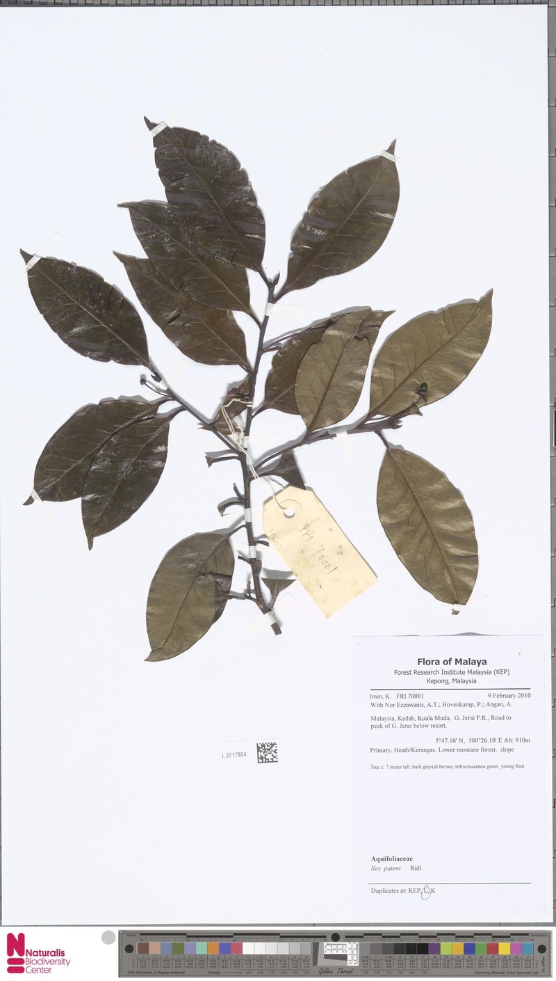 Ilex patens