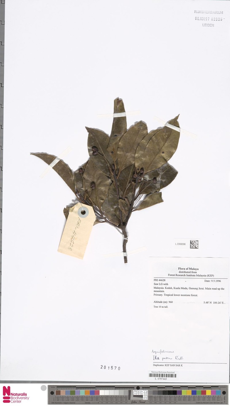 Ilex patens photo 2