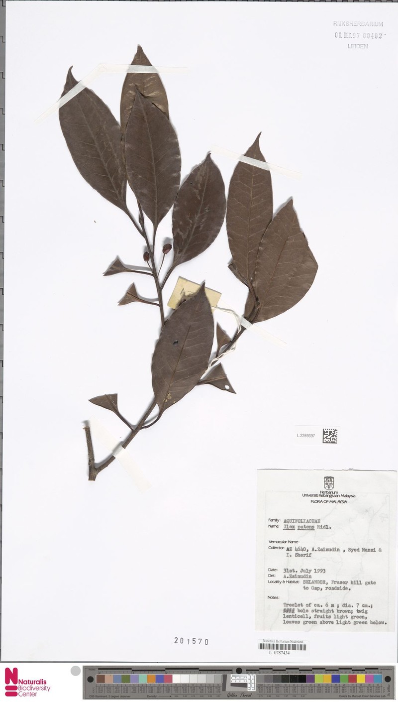 Ilex patens photo 3
