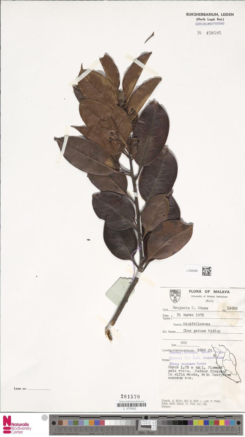 Ilex patens photo 4