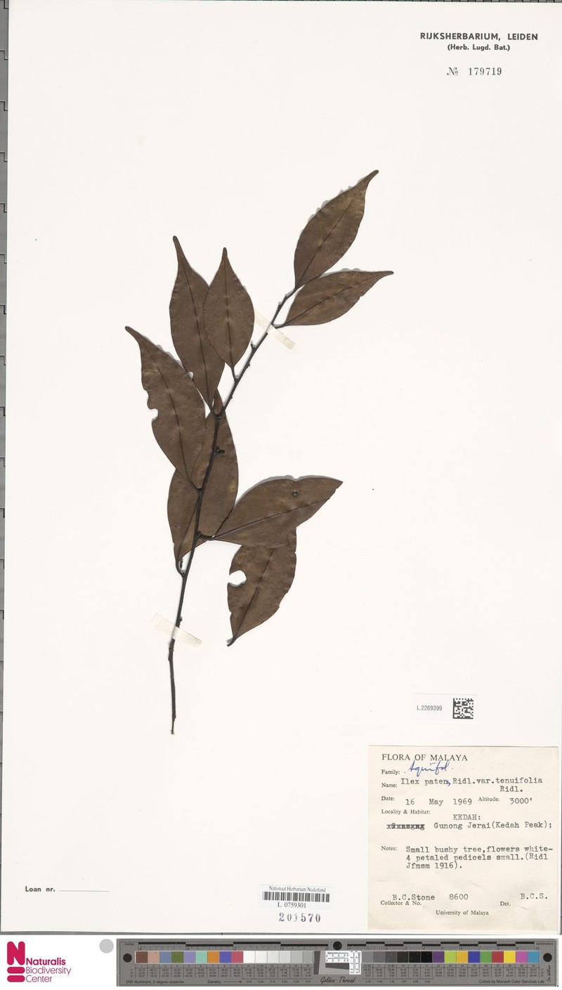 Ilex patens photo 5