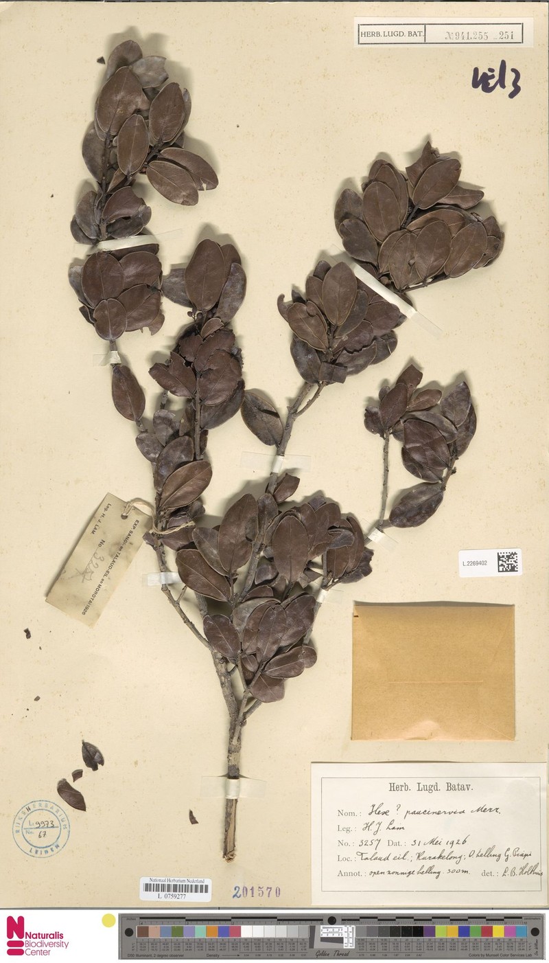 Ilex paucinervia