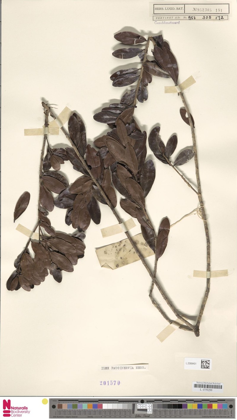 Ilex paucinervia photo 2