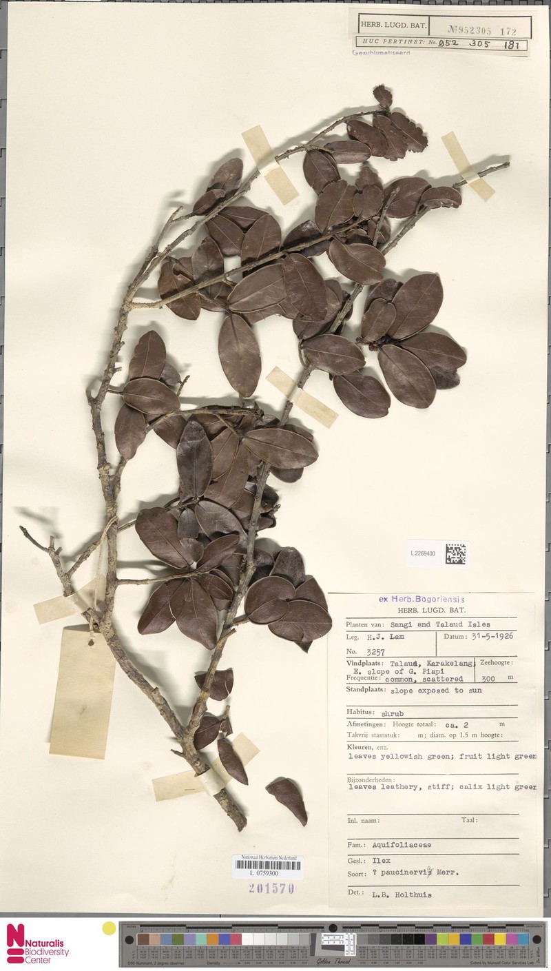 Ilex paucinervia photo 3