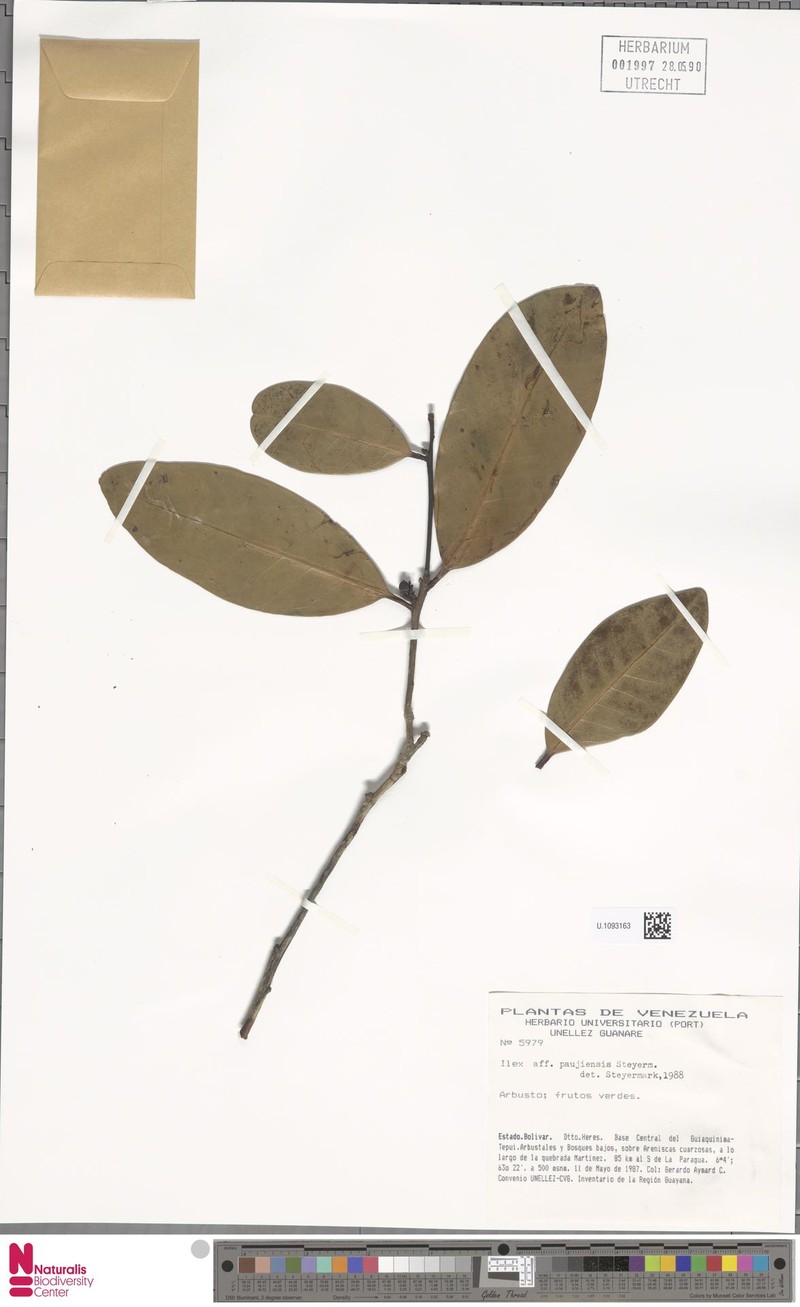 Ilex paujiensis