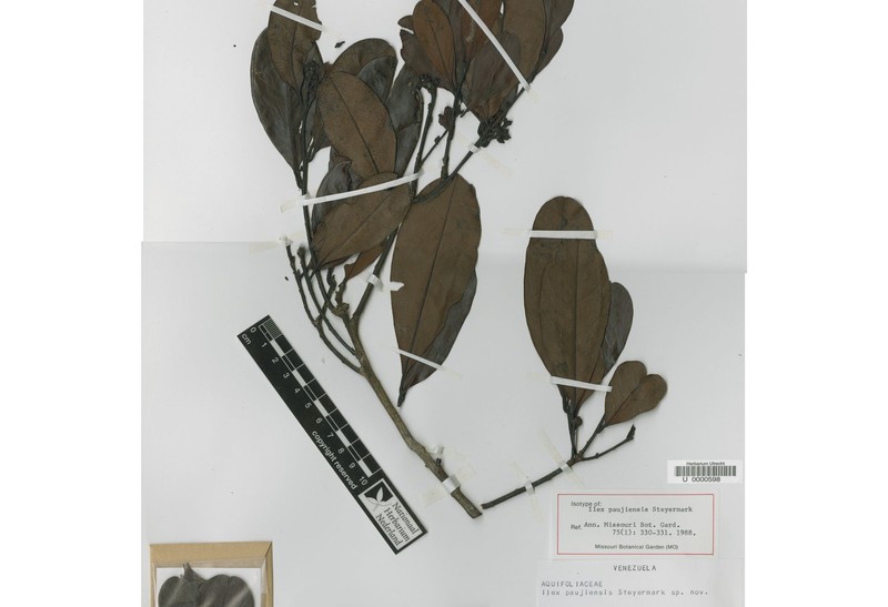 Ilex paujiensis photo 2