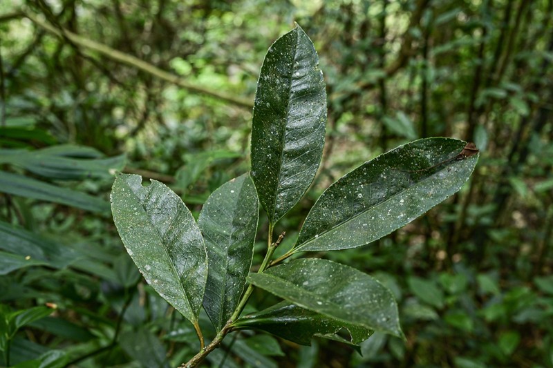 Ilex pentagona